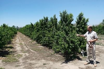 Una nueva variedad de durazno y cuatro de nectarines son los protagonistas de esta transferencia al sector privado. Actualmente existen unas 350 hectáreas dedicadas a la producción de estas frutas.