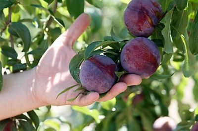 Sweet Pekeetah, una nueva variedad de ciruela dulce, crocante y con buena vida de postcosecha. "En los próximos cuatro años esperamos alcanzar unas 180 hectáreas plantadas", señala Rodrigo Infante.