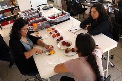 Las frutas son analizadas de acuerdo a criterios que pueden ir desde el sabor, textura, aspecto y dimensiones, hasta su resistencia a condiciones climáticas o vida de postcosecha.