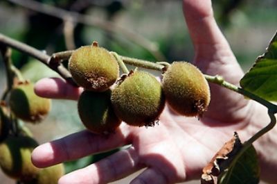 Kiwis, damascos, arándanos, nogales y almendros son otras variedades en las que este laboratorio está desarrollando investigación para potenciar la industria frutícola a nivel internacional.