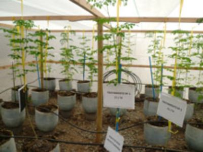 Las Plantas de Moringa obtenidas en el proyecto han sido de gran longitud pero follaje no comparable a climas tropicales.