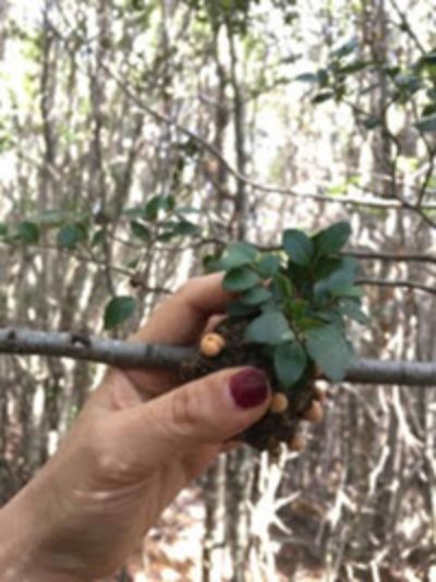 La presentación se realizará el 2 de diciembre, a las 17:00 horas, en la Sala de Seminarios del MAC Parque Forestal.