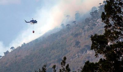 Animales como zorros, chingues y güiñas llegan heridos en busca de refugio y comida. Según expertos, es probable que en el futuro las poblaciones de estas especies se vean afectadas por el fuego.  