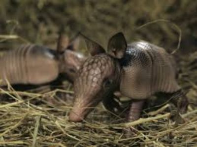 Los armadillos se reproducen una vez al año y tienen una sola camada de una o dos crías.