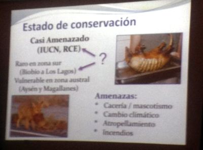 Romina Pasutti es la  Directora de Armadillos de Chile Licenciada en Cs. Veterinarias y Diplomada en Fauna Silvestre y Conservación de la U. de Chile.