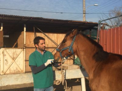 Dr. Igor González obteniendo muestras de hisopado nasal para la identificación de Influenza Equina.