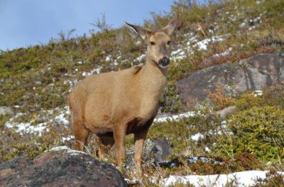 Los animales afectados se vuelven incapaces de moverse y buscar alimento, lo que los torna susceptibles a morir por inanición y depredación.