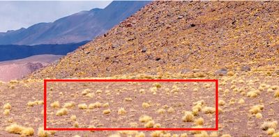 Pappostipa frigida, es un pasto de la familia de las poaceas que se distribuye ampliamente sobre los 3.600 metros sobre el nivel del mar en la cordillera de Los Andes, región de Atacama.