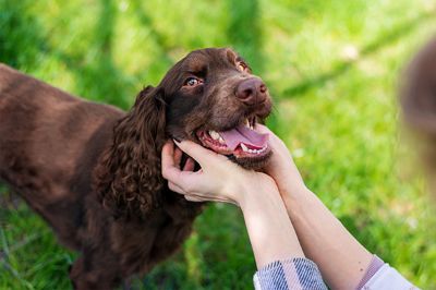  La importancia de la inocuidad de los alimentos para mascotas y la prevención de las enfermedades zoonóticas