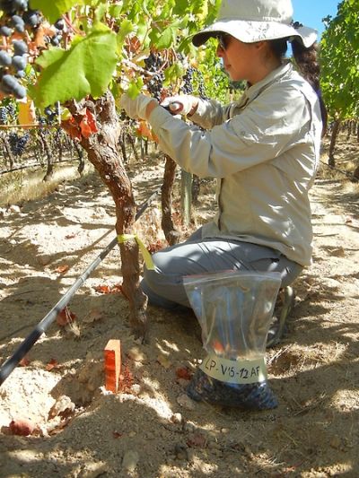 La presencia de altas concentraciones de potasio, sodio, hierro, cobre y magnesio en suelos hace que estos elementos se traspasen a la planta y puedan ser encontrados en la uva.