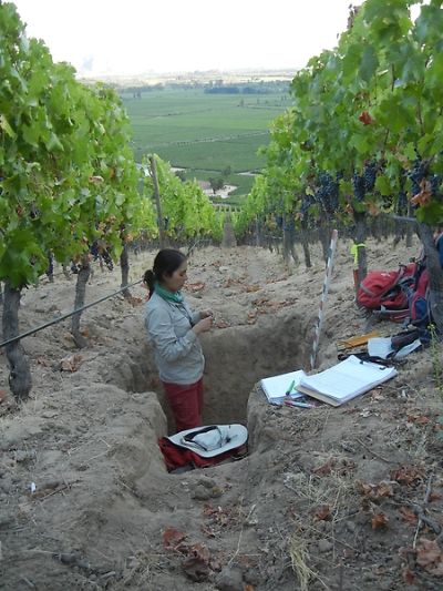 El trabajo identificó también que calcio, magnesio y fósforo son altos en las uvas de Pinot Noir, mientras que el potasio y azufre son altos en uvas de Carmenere, independiente de la ubicación.