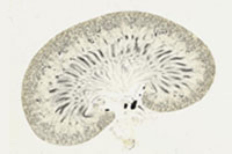 Ejemplo de tejido visualizado a través de microscopía virtual