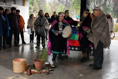 Ceremonia se centra en la Madre Tierra y en el árbol sagrado del Canelo