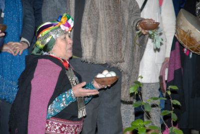 Junto al Canelo, árbol sagrado 