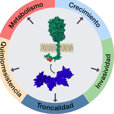 En este esquema, la proteína kinasa CK2 (azul) fosforila a la ECE-1c (verde) en dos residuos de serina (P), aumentando su resistencia a la degradación y su estabilidad. Con el tiempo, la ECE-1c fosforilada y estable llevaría a la aparición de características troncales y por lo tanto malignidad, como crecimiento tumoral, resistencia a quimioterapia, invasión a otros tejidos, etc., en células de cáncer colorrectal, cerebral y de pulmón.