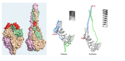 La biología estructural permitió reconocer que la estructura de pre-fusión del VRS es distinta a la de post-fusión, y sus antígenos cambian de posición. La proteína Festá enrollada antes de la fusión con sus antígenos todos juntos y al desenrollarse se separan. La vacuna induce anticuerpos altamente neutralizantes contra el sitio cero de la proteína F de pre-fusión del virus (en color rojo). 