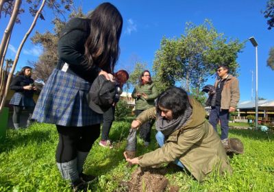 Andrea Oyarce, profesora de ciencias del Liceo Mariano Latorre, plantando una de las especies donadas por CONAF.