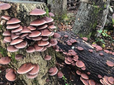 Hongos en bosques 