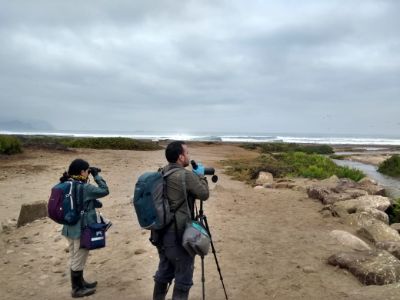 Las aves migratorias pueden llevar consigo diferentes subtipos de gripe aviar diseminándolos por diferentes áreas geográficas.