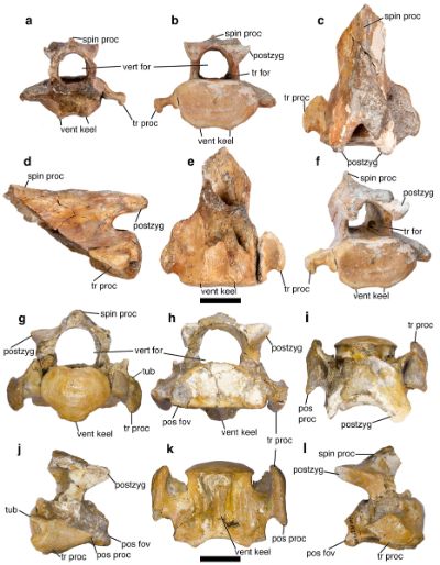 Micrauchenia