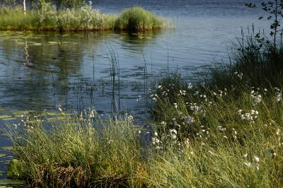 Los impactos externos en los humedales producto de la acción humana podrían "afectar las condiciones físicas y químicas del humedal, así como las comunidades de plantas y animales, entre ellos, los anfibios, que son particularmente sensibles a las perturbaciones debido a su limitada movilidad y dificultad para escapar de ellas”.