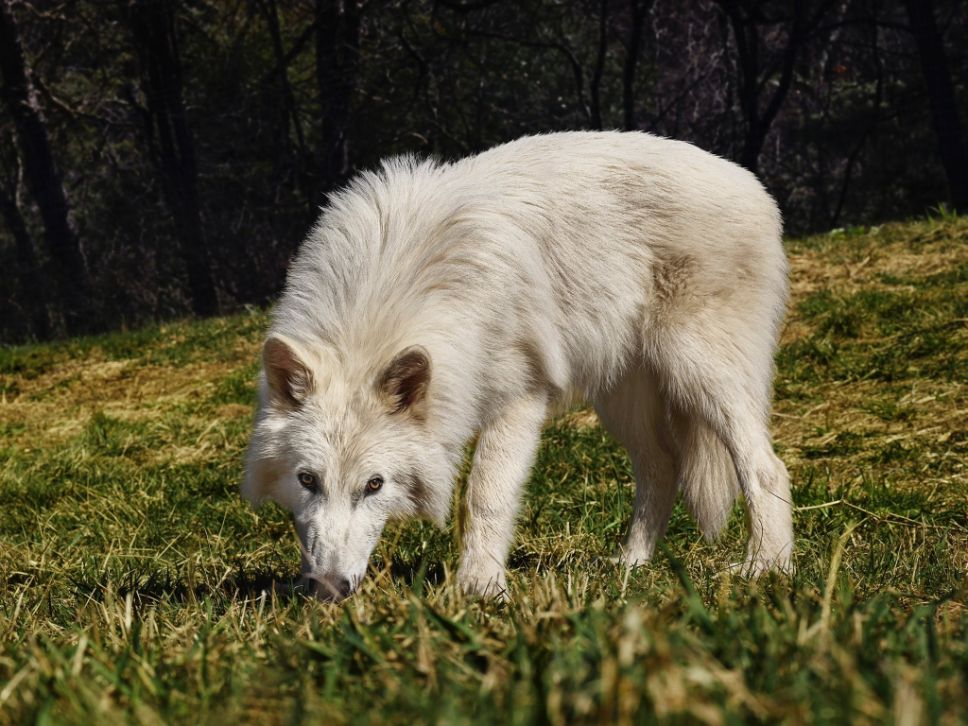 lobo