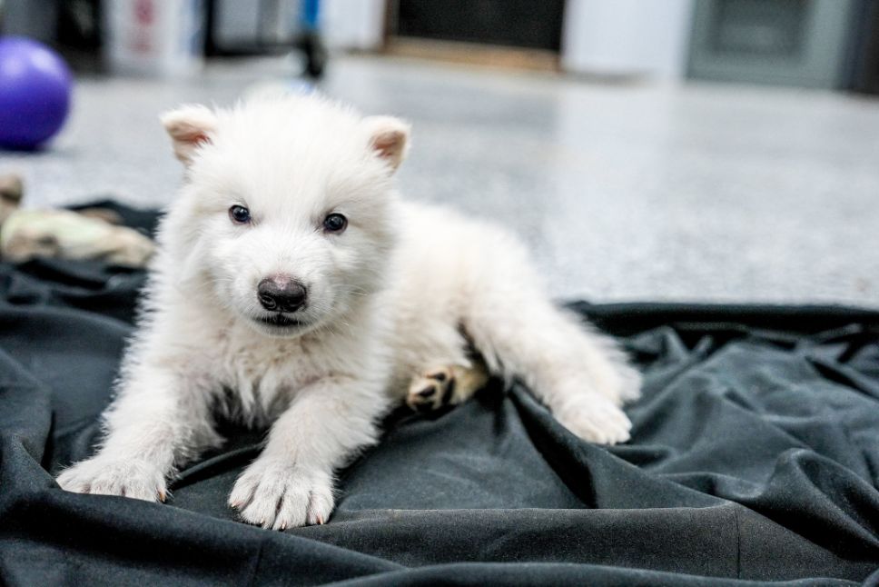 lobo