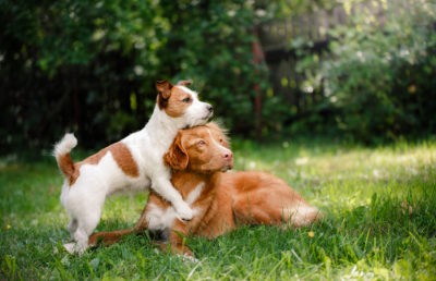 EGALITTE es el nombre del inédito producto que permitirá la esterilización temporal de machos y hembras caninas.