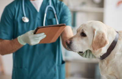 Esta innovación, elaborada por el académico de la Facultad de Ciencias Veterinarias y Pecuarias (Favet) de la Universidad de Chile, Dr. Leonardo Sáenz y licenciada por NGEN Laboratorios, fue lanzada al mercado en el marco del Congreso Veterinario de Chile 2024.