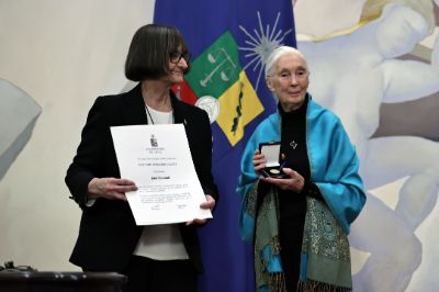 La doctora en etología Jane Goodall recibió el Doctor Honoris Causa de la U. de Chile gracias a su extensa carrera profesional, pionera en estudiar a los chimpancés y sus logros revolucionando a la comunidad científica.