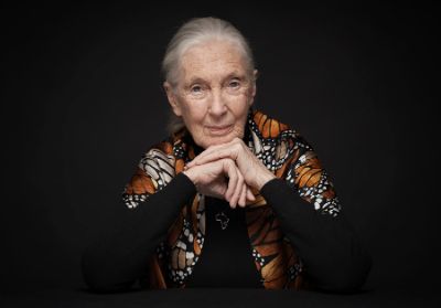 La distinción universitaria a Jane Goodall se entregará en una ceremonia oficial con las más altas autoridades del plantel. La cita será transmitida por Radio U. de Chile, UCHILE TV y Youtue U. de Chile. 