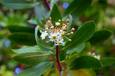 Plantas medicinales