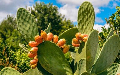 La Opuntia ficus-indica o más popularmente conocida como es una planta tropical de la familia de los cactus, cactácea originaria de México y que fue introducida al territorio chileno por los españoles durante la época de la colonia y aun cuando las hectáreas plantadas en el territorio nacional no superan las 1.500 hectáreas, la producción de este fruto en Chile tiene una gran ventaja al estar libre de plagas que la afecte, así lo precisa la académica del Departamento de Producción Agrícola, Loreto Prat.