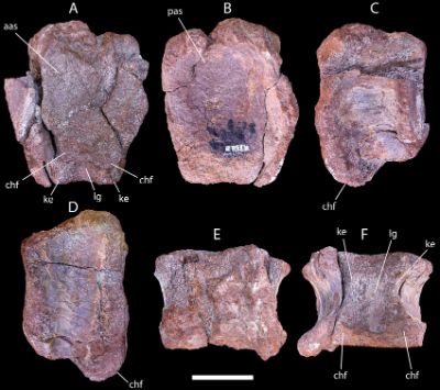 La vértebra fue encontrada en 1988 en el Desierto de Atacama por Manuel Suárez y Larry Marshall. Años más tarde ayudó a que el equipo de Jhonatan Alarcón confirmara antigua presencia en Chile de dinosaurios iguanodontianos.