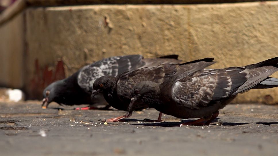 palomas 