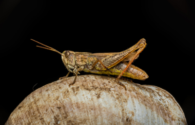 El uso de insectos como ingredientes alimentarios en nutrición de mascotas cada vez se propone como una alternativa más prometedora.