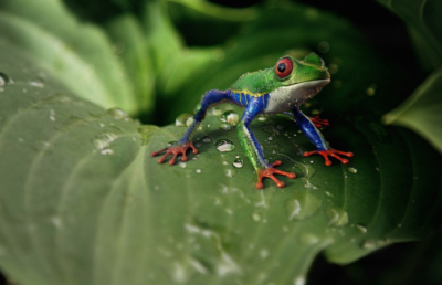 Según el último informe de Planeta Vivo publicado este año, se ha registrado una disminución del 70% de la biodiversidad del planeta.