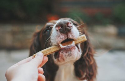 La generación de snacks eco amigables y saludables para mascotas, es el objetivo del proyecto Fondef IDeA I+D que se encuentran desarrollando académicos y académicas de la Facultad de Ciencias Veterinarias y Pecuarias de la Universidad de Chile.