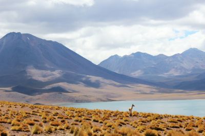 De la misma manera, gracias a este proyecto, se aumentará el presupuesto anual destinado a la institucionalidad ambiental a casi un 58%, permitiendo duplicar el número de guardaparques y potenciando la participación privada en la gestión de las áreas protegidas.