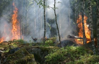 "Configuración Espacial de los paisajes resistentes a incendios forestales mediante inteligencia artificial" se llama el proyecto postdoctoral del académico de la Facultad de Ciencias Físicas y Matemáticas (FCFM), Alejandro Miranda, junto con el aporte de los académicos Andrés Weintraub y Jaime Carrasco del Departamento de Ingeniería Industrial.