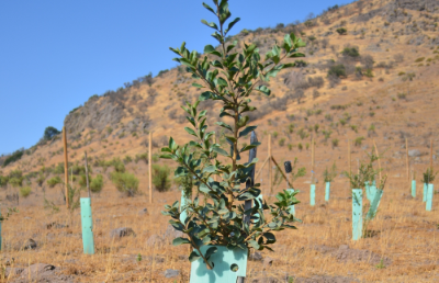 La inicitiva contó con la participación del profesor Juan Ovalle de la Facultad de Ciencias Forestales y de la Conservación de la Naturaleza UCH, junto a académicos y académicas de la Pontificia Universidad Católica de Chile y de la Universidad Politécnica de Madrid.