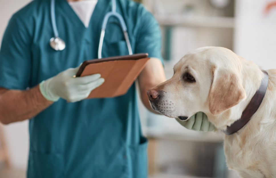 Esta innovación, elaborada por el académico de la Facultad de Ciencias Veterinarias y Pecuarias (Favet) de la Universidad de Chile, Dr. Leonardo Sáenz y licenciada por NGEN Laboratorios, fue lanzada al mercado en el marco del Congreso Veterinario de Chile 2024. 