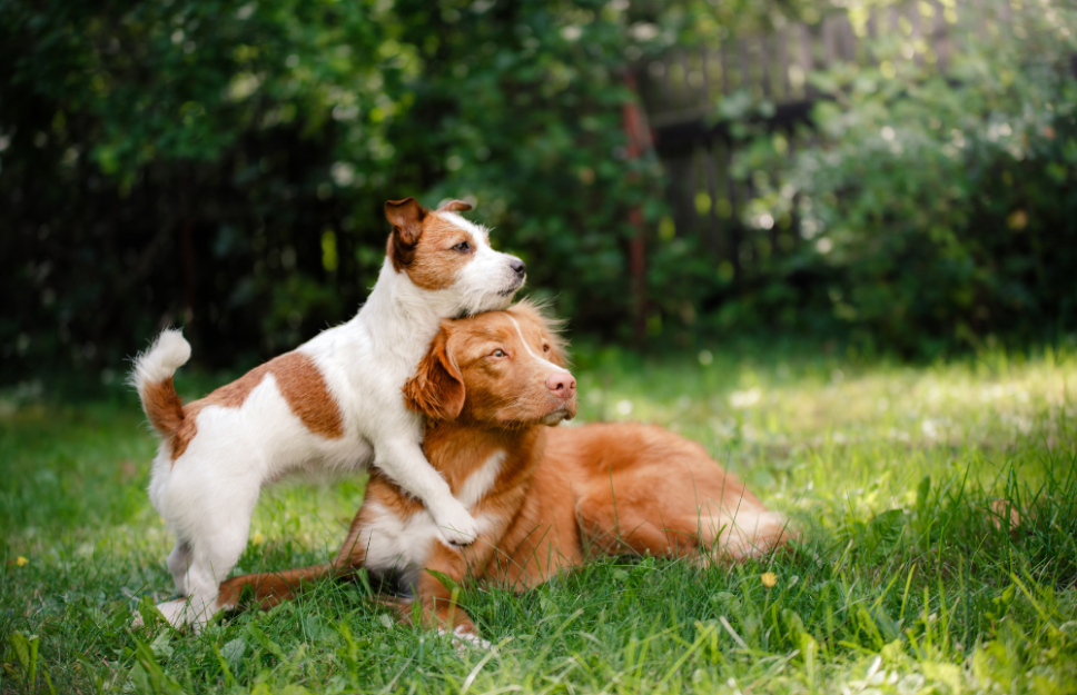 EGALITTE es el nombre del inédito producto que permitirá la esterilización temporal de machos y hembras caninas. 
