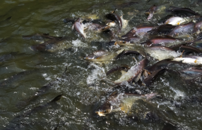 La iniciativa “Investigación geográfica y temporal sobre la variación de la diversidad genética en tres cuencas fluviales de la zona centro-norte de Chile involucrando dos especies de peces de agua dulce con distintos grados de flujo genético”, será comandado por la académica de la Facultad de Ciencias, Caren Vega.