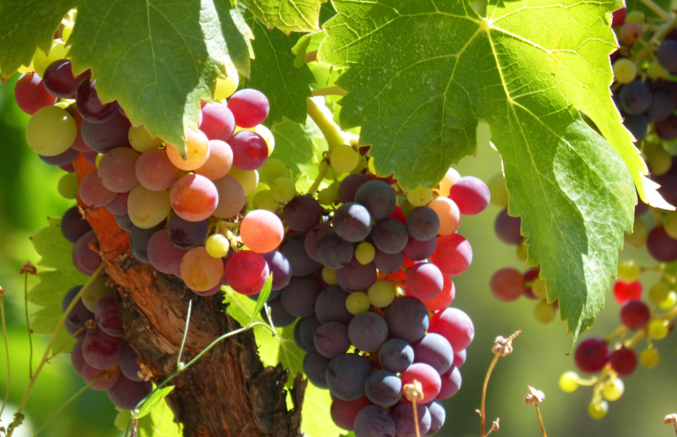 Desde la Facultad de Ciencias Agronómicas, el académico Álvaro Peña ejecutará “Vineshoot Chips: un aditivo enológico alternativo para la elaboración de vino”, un proyecto que transforma los sarmientos de vid en un insumo enológico innovador: chips de sarmiento tostados para elaboración de vinos blancos y tintos.