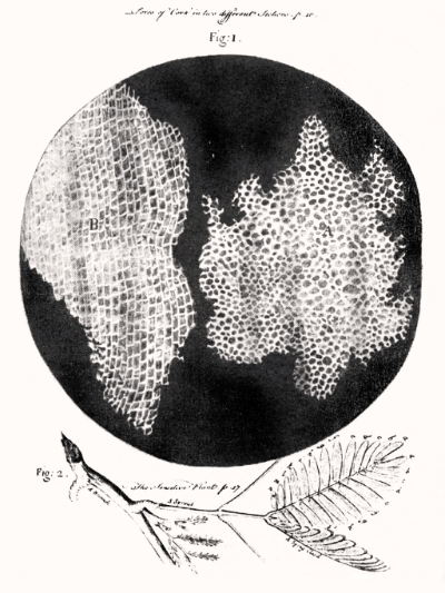 En 1665 el científico inglés Robert Hooke publicó su obra “Micrographia”, en la que estaban impresos sus dibujos de imágenes tomadas con microscopios ópticos. En este caso se trata de las “células” observadas en un corte de corcho