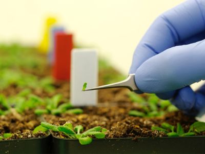 Doctorado en Ciencias Silvoagropecuarias y Veterinarias 