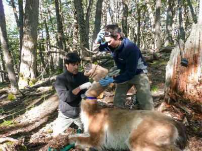 Doctorado en Ciencias Silvoagropecuarias y Veterinarias