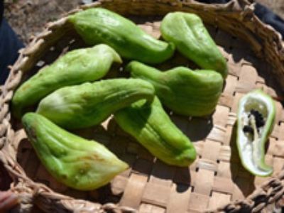 La caigua es una herbácea que puede ser cultivada durante todo el año, requiriendo algunas horas de sol y de preferencia en ambientes temperados y con alta humedad.