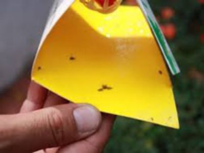 Para la detección de estos insectos se ubican trampas. En La Serena cuando se detectó su presencia se instalaron más de 600 trampas similares a las de la imagen.